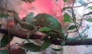 Vand cameleon si terariu