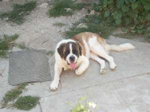 ofer mascul saint bernard pentru monta