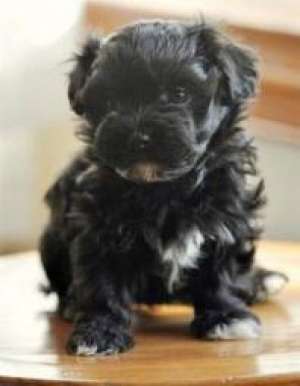 pui bichon 100 euro
