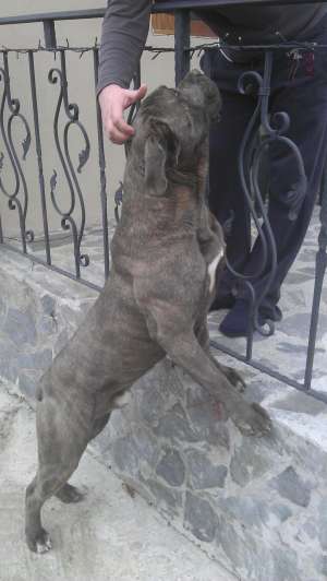 vand sau schimb cane corso