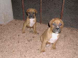 Vand cateluse rasa boxer german