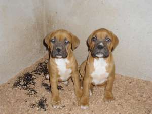 Vand cateluse rasa boxer german