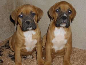 Vand cateluse rasa boxer german