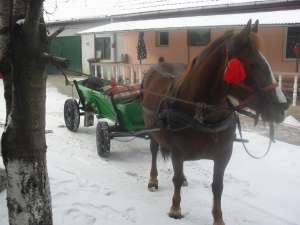 v�nd iap� de 7 ani