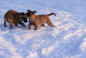 vand catei MALINOIS