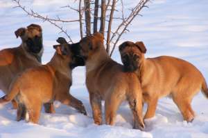 vand catei MALINOIS