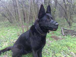 Ciobanesc German linie de lucru pentru monta