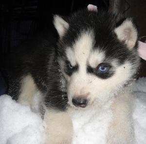 VAND PUI HUSKY SIBERIAN