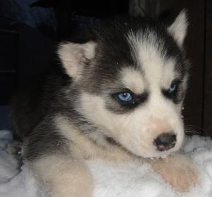 VAND PUI HUSKY SIBERIAN