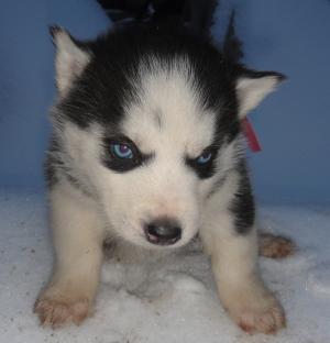 VAND PUI HUSKY SIBERIAN