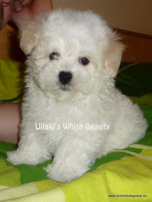Pui Bichon Bolognese cu Pedigree / sunt numai cateva exemplare in Romania
