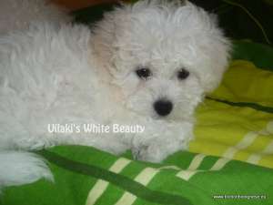 Pui Bichon Bolognese cu Pedigree / sunt numai cateva exemplare in Romania