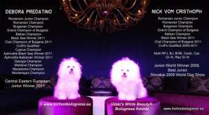Pui Bichon Bolognese cu Pedigree / sunt numai cateva exemplare in Romania