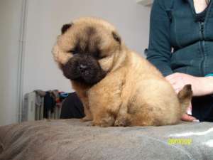 PUI CHOW-CHOW DE CALITATE,   PARINTI CU PEDIGREE-de la 200 E