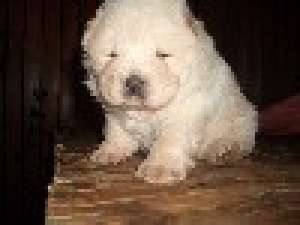 PUI CHOW-CHOW DE CALITATE,   PARINTI CU PEDIGREE-de la 200 E