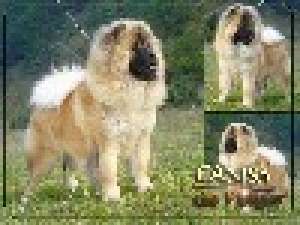 PUI CHOW-CHOW DE CALITATE,   PARINTI CU PEDIGREE-de la 200 E