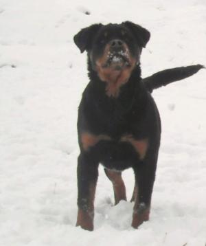 pui rottweiler talie mare