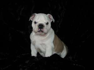 vand catei buldog englez