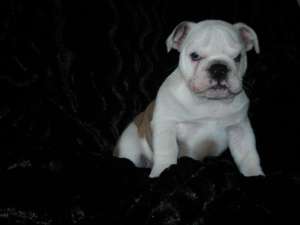 vand catei buldog englez