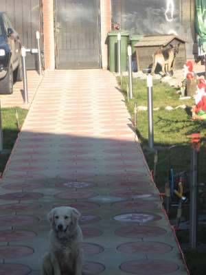 dresaj canin  constanta