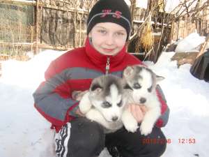 Vand 4 Pui Husky 4 saptamani