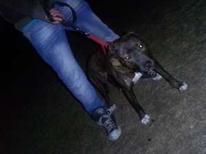 vand femela pitt si pui amstaff