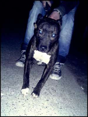 vand femela pitt si pui amstaff