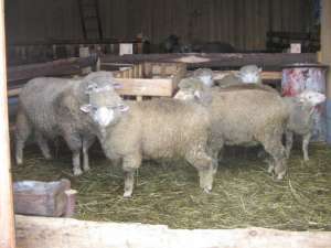 Vand berbecuti merinos de carne