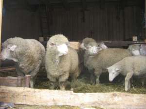 Vand berbecuti merinos de carne