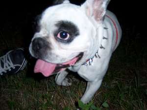 monta caini, bulldog francez, alb cu pete negre, un an si noua luni, imi caut partenera