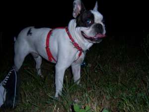 monta caini, bulldog francez, alb cu pete negre, un an si noua luni, imi caut partenera