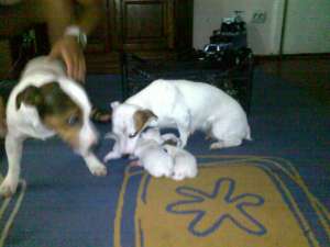 famile jack russell terier