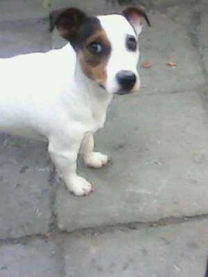 famile jack russell terier