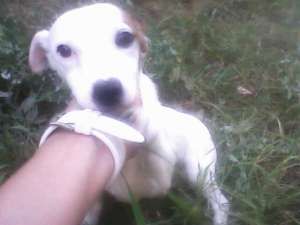 famile jack russell terier