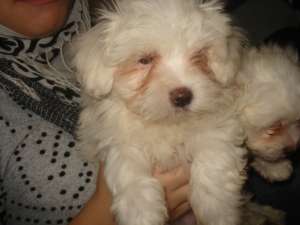 Bichon maltez