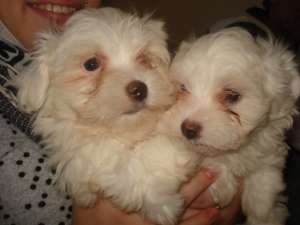 Bichon maltez