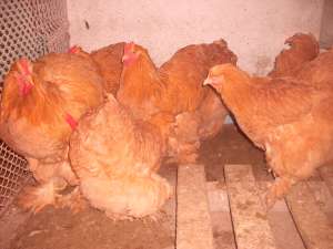 vand o pereche cochinchina galben si o pereche brahma potarnichiu sau schimb cu echivalent curci ros