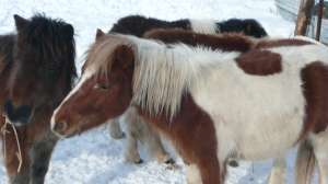 De vanzare ponei manji 2011
