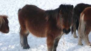 De vanzare ponei manji 2011