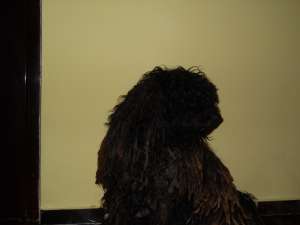 vand catei puli