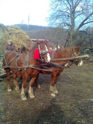 de vinzare