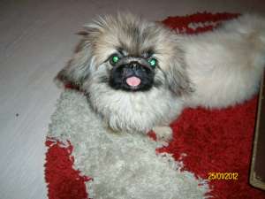 PEKINESE IMPERIAL IMPORT UKRAINA-MASCUL ETALON-4 LUNI
