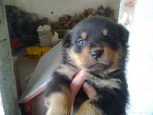 vind pui de rotweiler