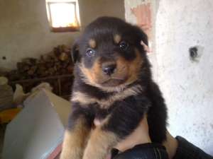 vind pui de rotweiler