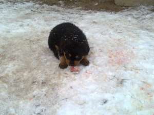 vind pui de rotweiler