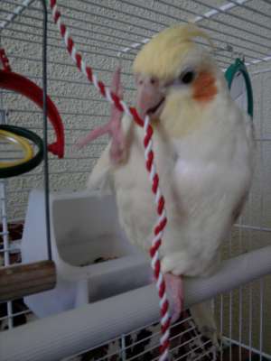 pereche nimfe+colivie+accesorii