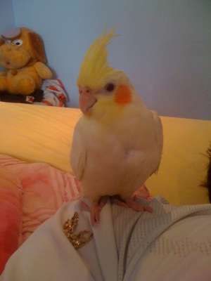pereche nimfe+colivie+accesorii
