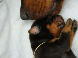 dobermann
