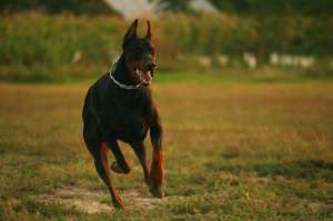 dobermann