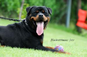 OFER MASCUL ROTTWEILER PENTRU MONTA.